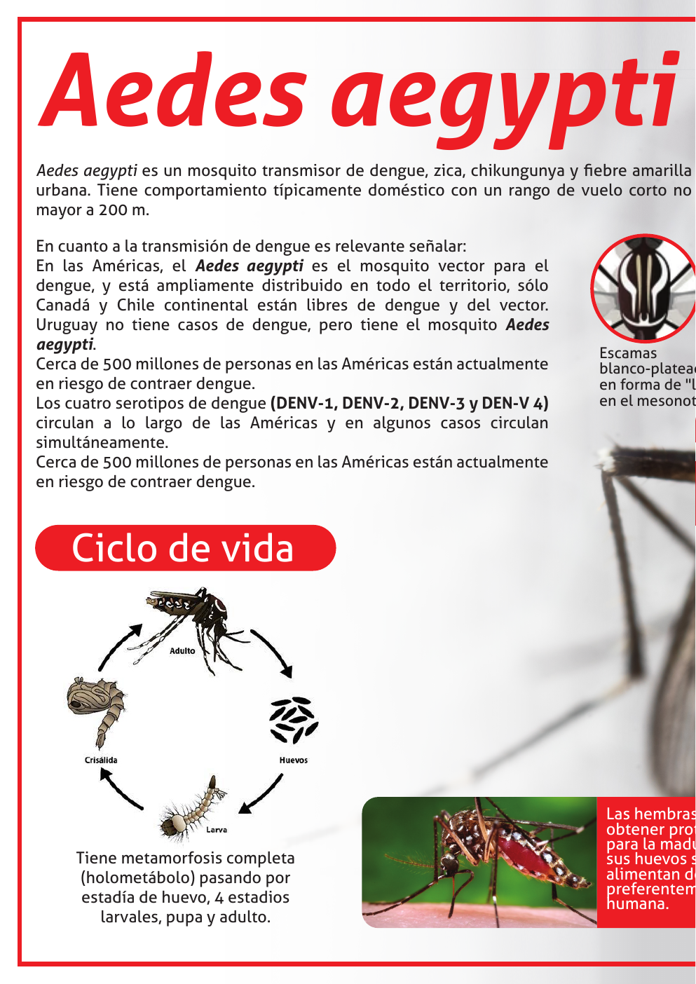 Infografía técnica sobre Aedes aegypti